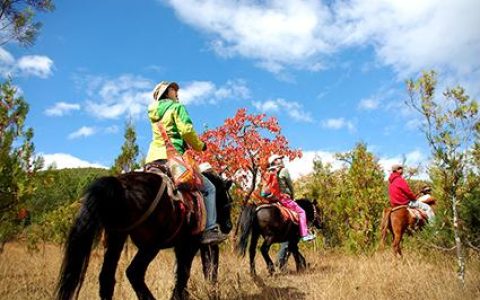 DAGFSCOM视频平台的特色内容是什么？