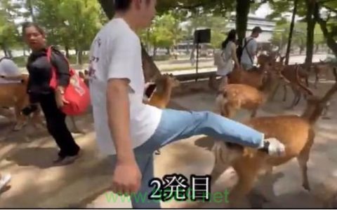 小鹿卡移动流量，如何最大化利用这一创新服务？