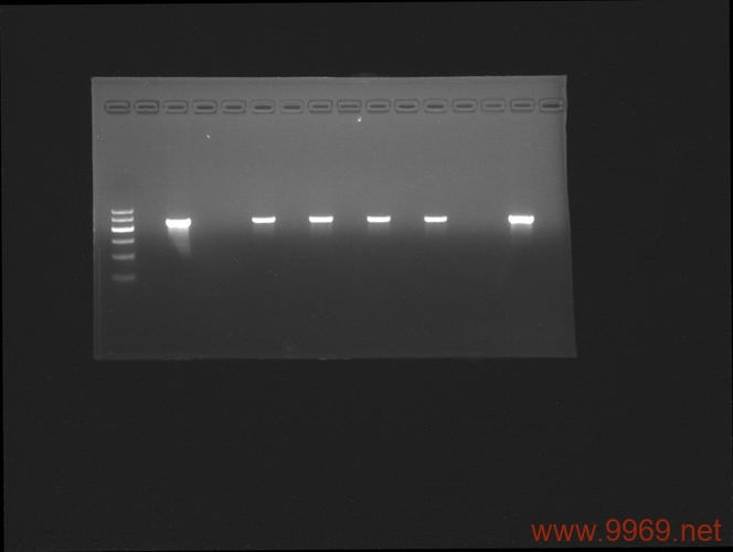 CDN电泳图,如何解读这些神秘的条带模式?插图 CDN电泳图,如何解读这些神秘的条带模式?插图
