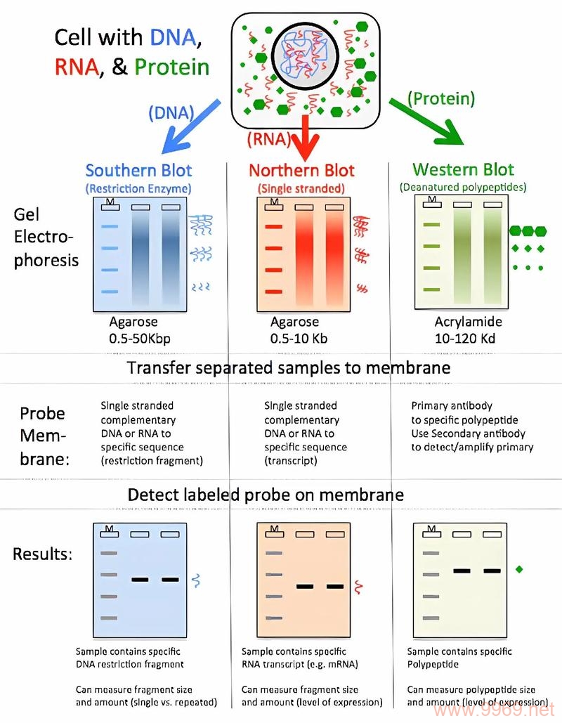 CDN电泳图,如何解读这些神秘的条带模式?插图1 CDN电泳图,如何解读这些神秘的条带模式?插图1