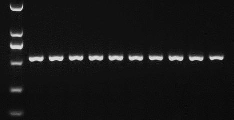 CDN电泳图,如何解读这些神秘的条带模式?插图2 CDN电泳图,如何解读这些神秘的条带模式?插图2