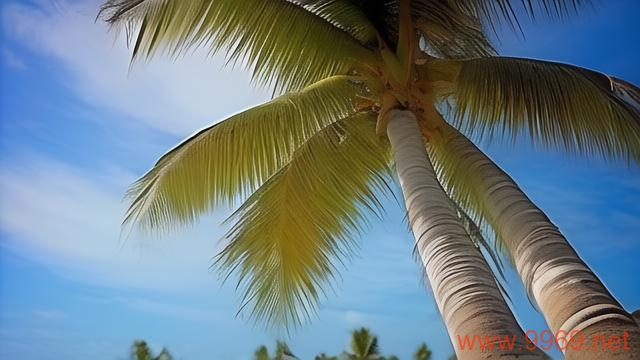 椰树漏洞扫描器,一款怎样的网络安全工具?插图2 椰树漏洞扫描器,一款怎样的网络安全工具?插图2